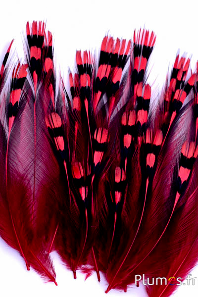 Jungle Hahn - 1-3 cm, Hals - rot
